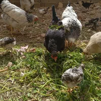 فروش مرغ محلی و جوجه