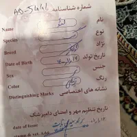 گربه|سگ|مشهد, سناباد|دیوار
