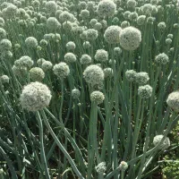 بذر پیاز قرمز|عمدهفروشی|هرسین, |دیوار