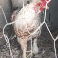 خروس محلی چهل تاج|حیوانات مزرعه|آبپخش, |دیوار