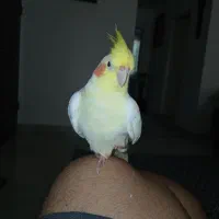 عروس هلندی گمشده