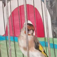 ۳عدد سهره  متولد قفس|پرنده|فردیس, شهرک شهید حسینی|دیوار