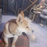 فروش|سگ|رباطکریم, وهن آباد|دیوار