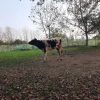 گوساله هلشتاین اصیل