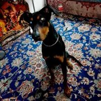 دوبر من اصیل|سگ|بهارستان, |دیوار