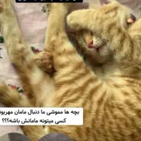 واگذاری گربه دی اس اچ