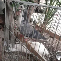 مفلق واز پرده پا|پرنده|اصفهان, جاوان|دیوار