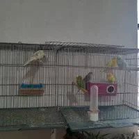 فروشی|پرنده|مهربان, |دیوار