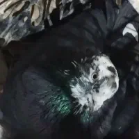 3تا طوقی