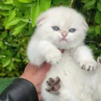 بچه گربه اسکاتیش