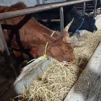 کوله چالوسی سرشاخ میزان ورزا