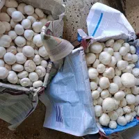 قارچ|خوردنی و آشامیدنی|اصفهان, نقش جهان|دیوار