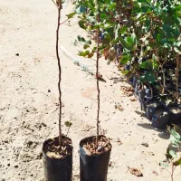 فروش نهال پسته بادامی زرندی|خدمات باغبانی و درختکاری|اصفهان, نقش جهان|دیوار