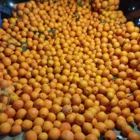نارنگی ضعیف و ضایعات وسنگ پا|حراج|ساری, |دیوار