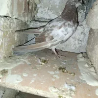 دوتا کبوتر هستیم