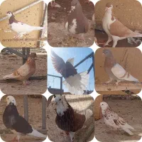 کفتر پلاس افشون یکت شازده سرور زرد هما خطی زرد