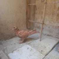 جوجه زرد کرمونی