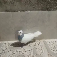 کبوتر|پرنده|شیراز, کوزه گری|دیوار