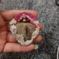 دعا معاوضه با قناری