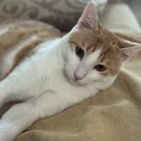 واگذاری گربه