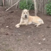 سگ‌الابای‌اصیل