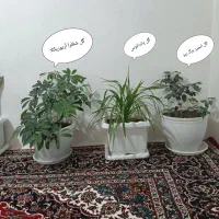 گل طبیعی با گلدون|گل و گیاه طبیعی|چناران, |دیوار