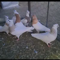 کبوتر طوق وحسن خانی|پرنده|سنندج, |دیوار