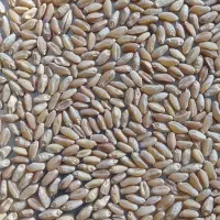 فروش گندم کریم شهر سوق