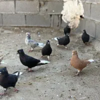 کبوتر دم سفید|پرنده|کرخه, |دیوار