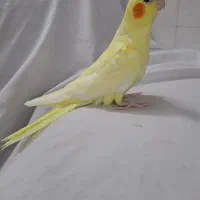 عروس هلندی بالغ و جوجه
