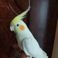 عروس هلندی نر دستی.