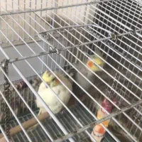 فروش یک جفت عروس هلندی مولد با قفس و لانه