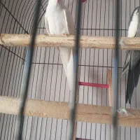 یک جفت عروس هلندی