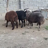 بره نر و ماده|حیوانات مزرعه|سیمین شهر, |دیوار