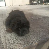 سگ پاکوتاه نژاد شتزو