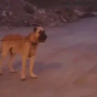 سگ سرابی|سگ|هشتگرد, شهرک راه آهن|دیوار