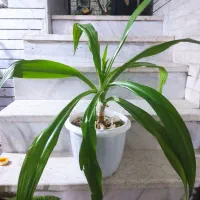 گل اشک ملکه سر زنده با خاک مناسب|گل و گیاه طبیعی|فلاورجان, |دیوار
