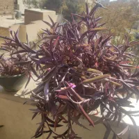 انواع گل و گیاه|گل و گیاه طبیعی|اصفهان, طامه|دیوار