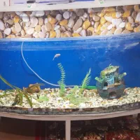 اکواریم ماهی سالم سالم