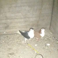 جفت ساده معاوضه|پرنده|گنبد کاووس, |دیوار