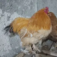 خروس برهما