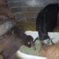 بره و بز|حیوانات مزرعه|کیلان, |دیوار