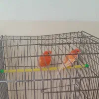 قناری ردفکتور نر