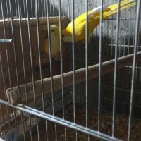 جفت راهب لوتینو جوان حلقه پا چهل وپنج ملیون