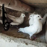 کبوتر