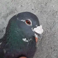کفتر پلاکی اصل