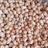 نخود پاییزی منصور