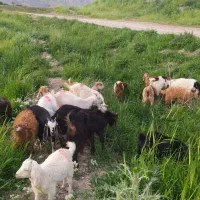 کهره