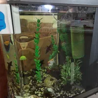 آکواریوم شرکتی|ماهی|سبزوار, توحیدشهر|دیوار