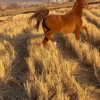 فروش اسب|اسب و تجهیزات اسب‌سواری|یاسوج, |دیوار